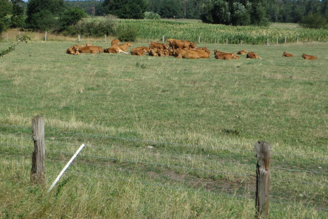 Kühe in der Sonne Kühe in der Sonne